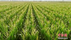 河套平原腹地“粮安民富”三重奏